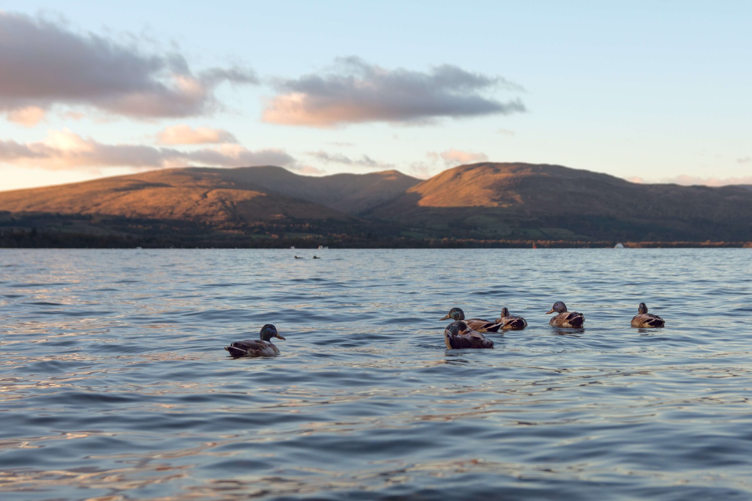 Spotlight on Loch Lomond