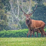 Red Deer